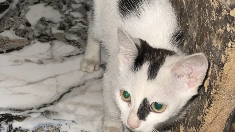 Domestic cat resting indoors with its flexible body and paws visible