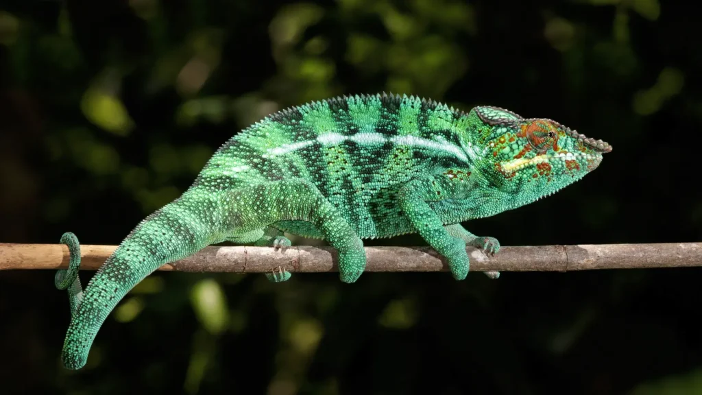 Colourful male panther chameleon resting on a branch