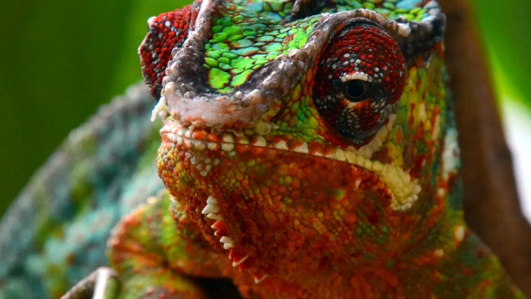 Vibrantly striped panther chameleon perched on a branch
