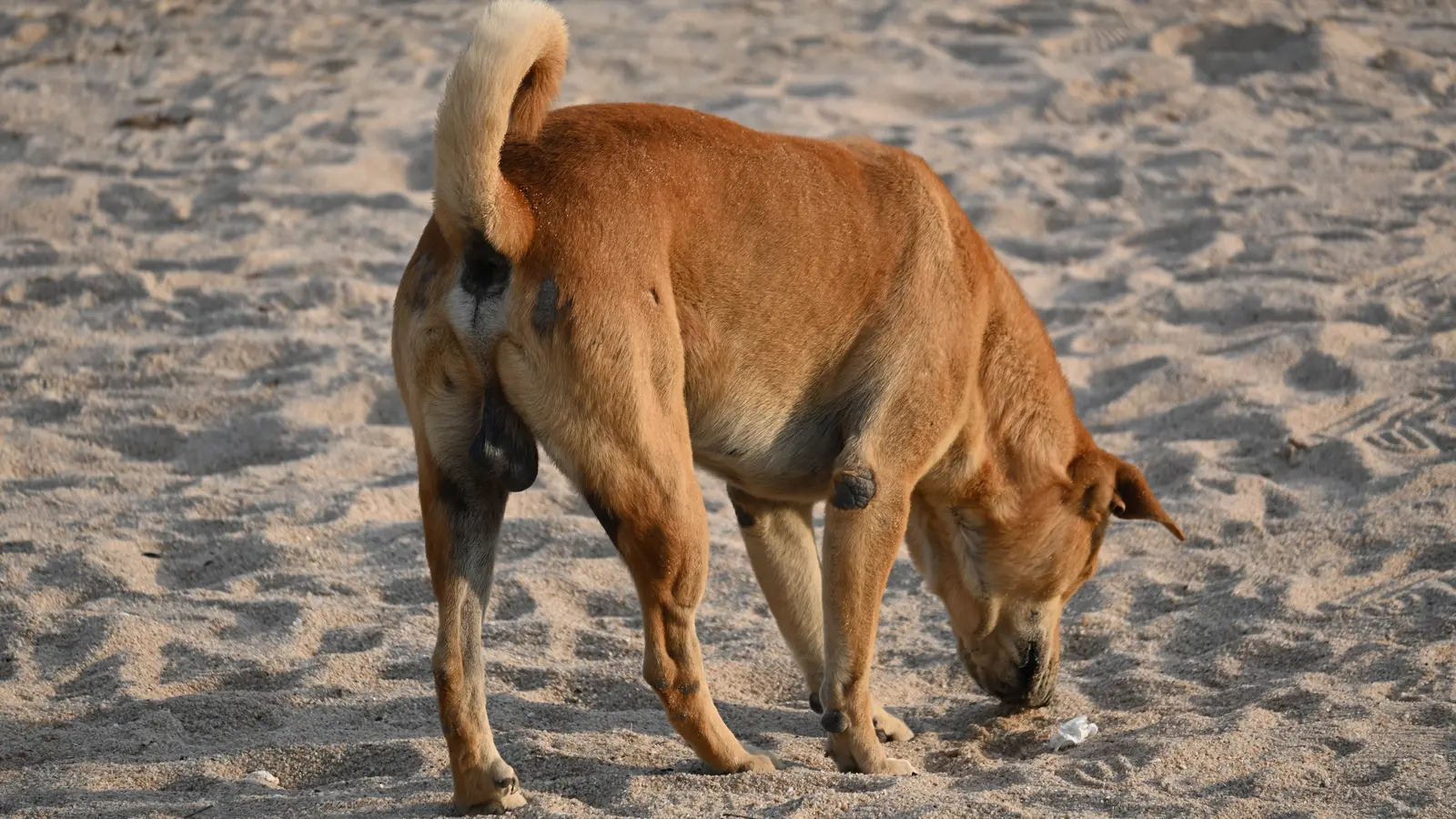 Tan dog sniffing the ground while walking on a beach