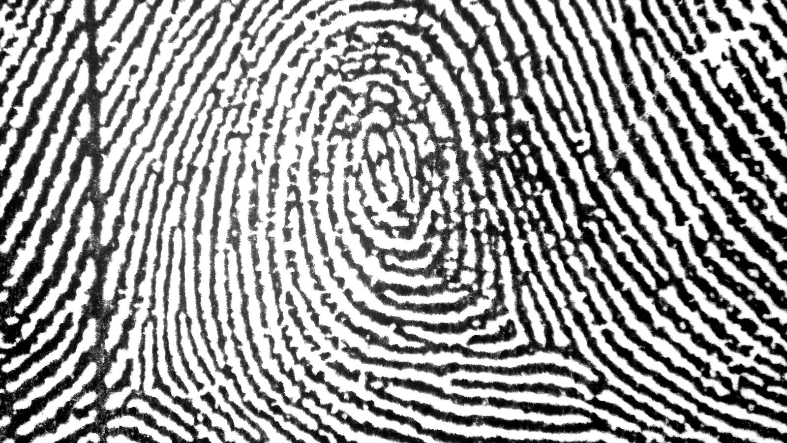 Black-and-white close-up of a central pocket loop whorl fingerprint pattern