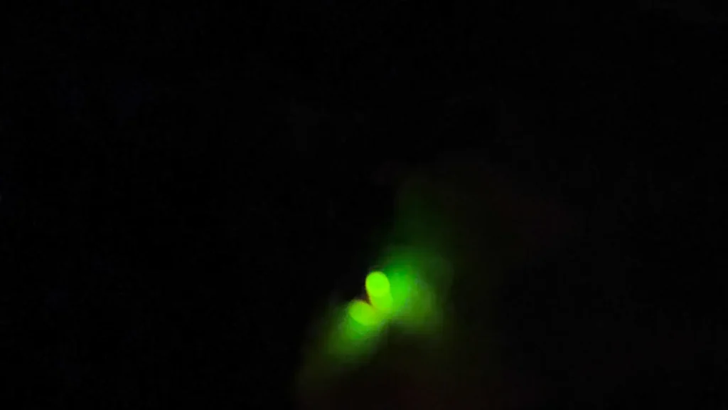 Glowing firefly resting on a green leaf at night