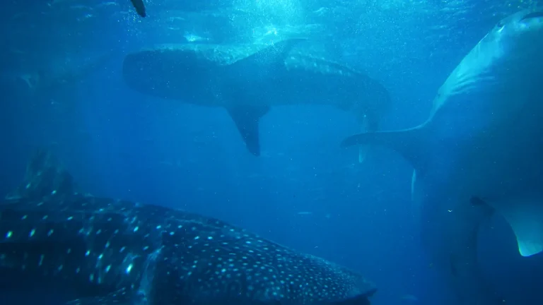 Several sharks swimming through clear blue seawater with gill slits visible behind their heads