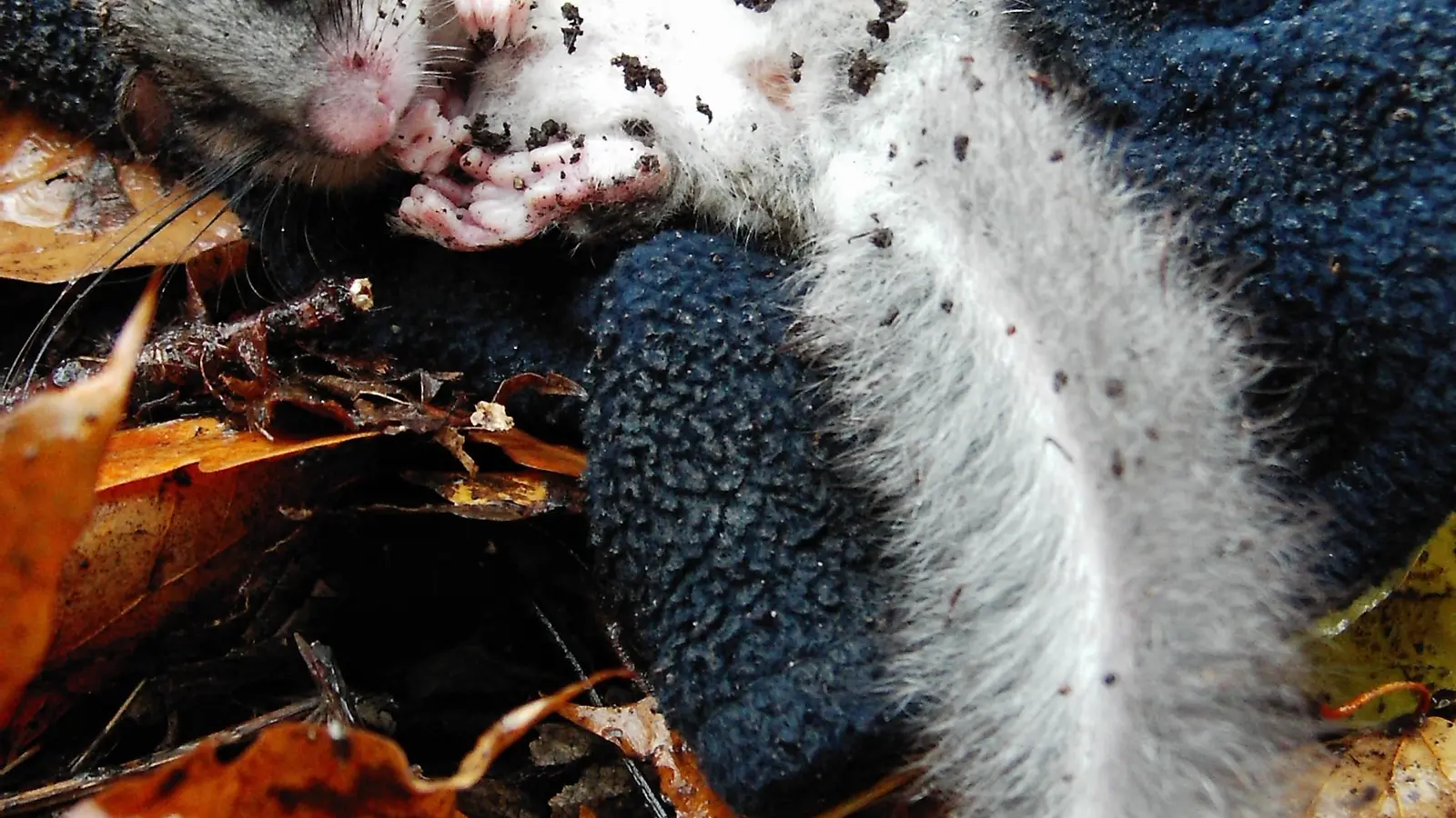 Edible dormouse curled tightly in a nest during winter hibernation