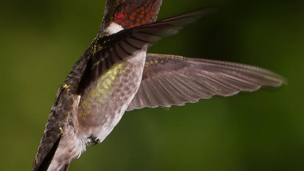 Male ruby-throated hummingbird hovering in front of green foliage