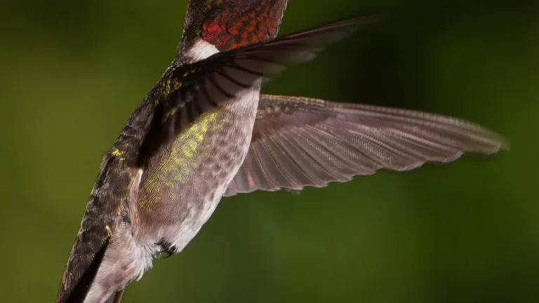 Male ruby-throated hummingbird hovering in front of green foliage