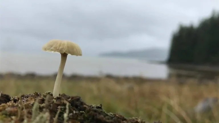 Small gilled mushrooms growing among moss and forest vegetation