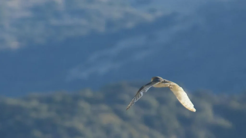 Barn owl flying low over grass with its pale wings extended