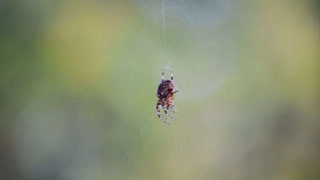Spider positioned in the centre of an orb web against green foliage