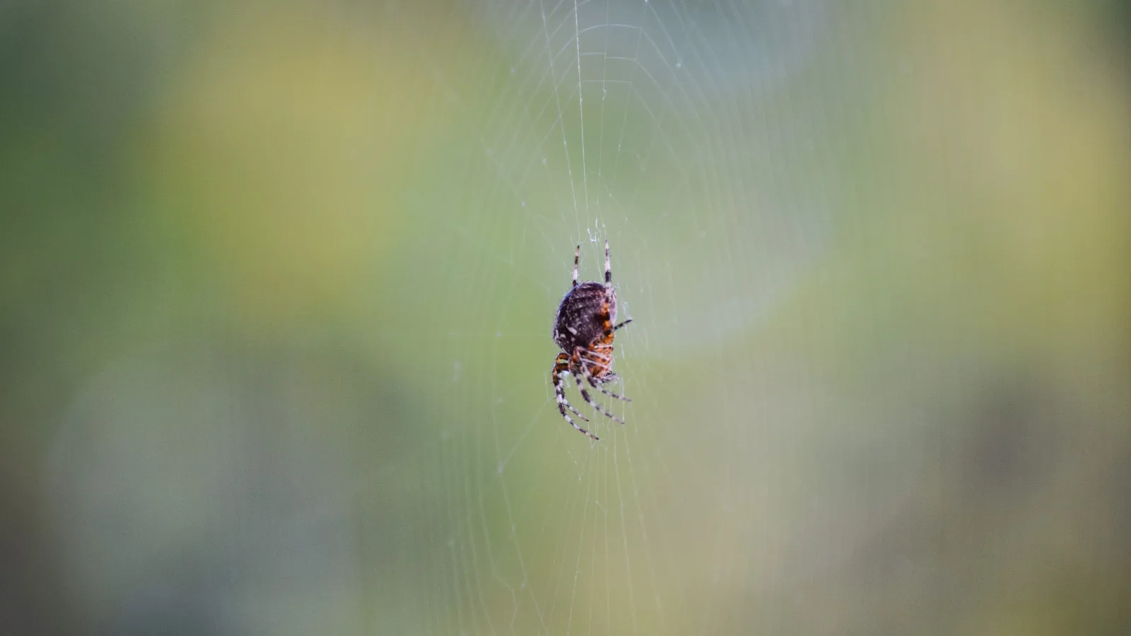 Spider positioned in the centre of an orb web against green foliage