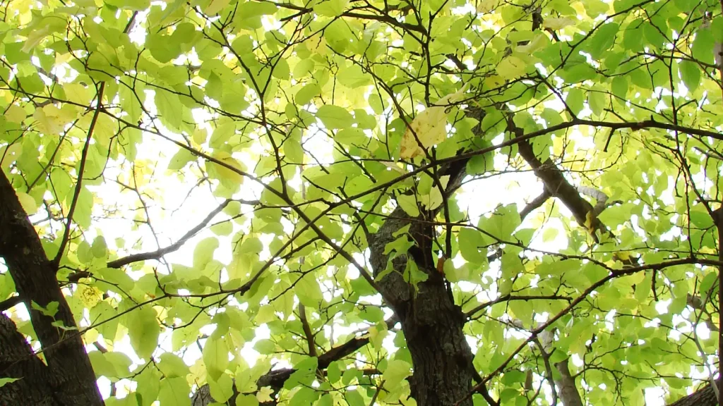 Sunlight filtering through a dense canopy of green leaves and branches